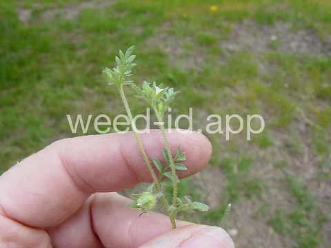 polemonium, annual